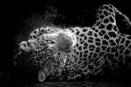 Lais Puzzle - Fine Art Porträt der wilden männlichen Leopard oder Panther in isolierten schwarzen Hintergrund bei Wildlife-Safari im Wald von Zentral-Indien in schwarz weiß - 2.000 Teile