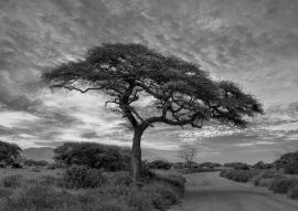 Lais Puzzle - Sonnenuntergang und Sonnenaufgang in dem Nationalpark Tsavo Ost, Tsavo West und Amboseli, Kenia in schwarz weiß - 500, 1.000 & 2.000 Teile