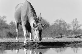 Lais Puzzle - Elenantilopenbulle (Taurotragus oryx) beim Trinken an einem Wasserloch im Mashatu-Wildreservat im Tuli-Block in Botsuana in schwarz weiß - 2.000 Teile
