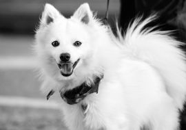 Lais Puzzle - Japan Spitz in schwarz weiß - 1.000 Teile