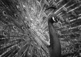 Lais Puzzle - Pfau in schwarz weiß - 500, 1.000 & 2.000 Teile