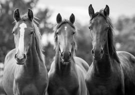Lais Puzzle - Gruppe von drei jungen Pferden auf der Weide in schwarz weiß - 500, 1.000 & 2.000 Teile