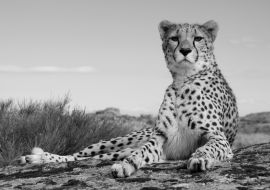 Lais Puzzle - Gepard in schwarz weiß - 1.000 Teile