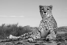 Lais Puzzle - Gepard in schwarz weiß - 2.000 Teile