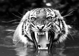 Lais Puzzle - Bengalischer Tiger in schwarz weiß - 500, 1.000 & 2.000 Teile