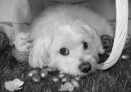 Lais Puzzle - Malteser in schwarz weiß - 1.000 Teile