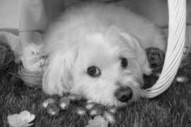 Lais Puzzle - Malteser in schwarz weiß - 2.000 Teile