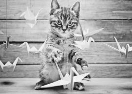 Lais Puzzle - Kleine Katze spielt mit bunten Papierkränen in schwarz weiß - 500, 1.000 & 2.000 Teile