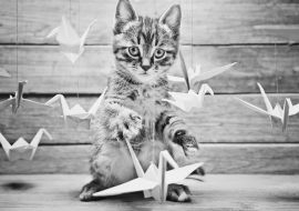 Lais Puzzle - Kleine Katze spielt mit bunten Papierkränen in schwarz weiß - 1.000 Teile