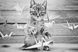 Lais Puzzle - Kleine Katze spielt mit bunten Papierkränen in schwarz weiß - 2.000 Teile