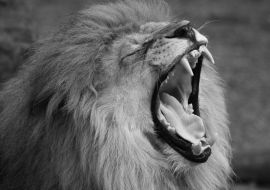 Lais Puzzle - Löwe in schwarz weiß - 1.000 Teile