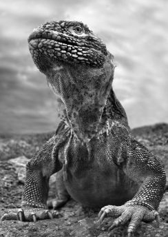 Lais Puzzle - Galapagos Leguan, Ecuador in schwarz weiß - 500, 1.000 & 2.000 Teile