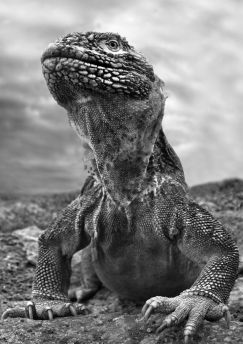 Lais Puzzle - Galapagos Leguan, Ecuador in schwarz weiß - 1.000 Teile