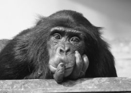 Lais Puzzle - Schimpanse in schwarz weiß - 500, 1.000 & 2.000 Teile