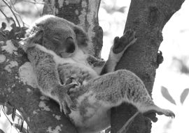 Lais Puzzle - Koala entspannt in einem Baum, Australien in schwarz weiß - 500, 1.000 & 2.000 Teile