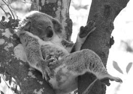 Lais Puzzle - Koala entspannt in einem Baum, Australien in schwarz weiß - 1.000 Teile
