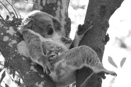 Lais Puzzle - Koala entspannt in einem Baum, Australien in schwarz weiß - 2.000 Teile