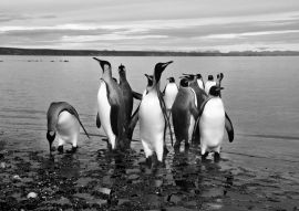 Lais Puzzle - Magellan-Pinguine in Feuerland in schwarz weiß - 500, 1.000 & 2.000 Teile