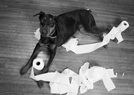 Lais Puzzle - Dobermann in schwarz weiß - 500, 1.000 & 2.000 Teile