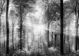 Lais Puzzle - Lichtstrahlen im Wald in schwarz weiß - 500, 1.000 & 2.000 Teile
