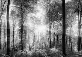 Lais Puzzle - Lichtstrahlen im Wald in schwarz weiß - 1.000 Teile