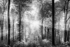 Lais Puzzle - Lichtstrahlen im Wald in schwarz weiß - 2.000 Teile