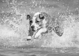 Lais Puzzle - American Staffordshire Terrier in schwarz weiß - 1.000 Teile