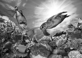 Lais Puzzle - Unterwasser Fische Tropen in schwarz weiß - 1.000 Teile