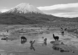 Lais Puzzle - Alpakas grasen in einem Feuchtgebiet, auf Spanisch bofedal genannt, am Fuße des schneebedeckten Vulkans Parinacota, 6324 m hoch, im Altiplano von Nordchile in schwarz weiß - 500 Teile