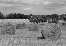 Lais Puzzle - Feld mit Strohballen - Märkische Schweiz in schwarz weiß - 1.000 Teile
