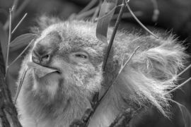 Lais Puzzle - Koala beim Fressen eines Eukalyptusblattes in schwarz weiß - 2.000 Teile