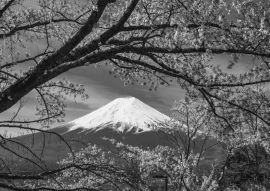 Lais Puzzle - Berg Fuji Sakura Kirschblüte Japan Frühlingszeit in schwarz weiß - 500, 1.000 & 2.000 Teile