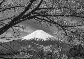 Lais Puzzle - Berg Fuji Sakura Kirschblüte Japan Frühlingszeit in schwarz weiß - 1.000 Teile
