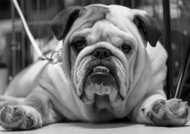 Lais Puzzle - Bulldogge in schwarz weiß - 500, 1.000 & 2.000 Teile