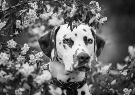Lais Puzzle - Dalmatiner in schwarz weiß - 500, 1.000 & 2.000 Teile