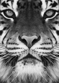 Lais Puzzle - Tiger in schwarz weiß - 500, 1.000 & 2.000 Teile
