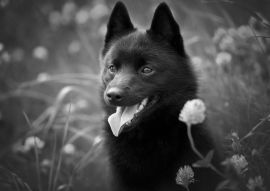 Lais Puzzle - Schipperke in schwarz weiß - 500, 1.000 & 2.000 Teile