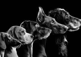 Lais Puzzle - Hunde in schwarz weiß - 500, 1.000 & 2.000 Teile