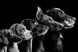 Lais Puzzle - Hunde in schwarz weiß - 2.000 Teile