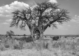 Lais Puzzle - Großer Baobab-Baum mit Loch im Stamm - Tansania in schwarz weiß - 500, 1.000 & 2.000 Teile