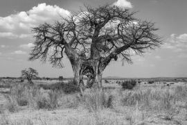 Lais Puzzle - Großer Baobab-Baum mit Loch im Stamm - Tansania in schwarz weiß - 2.000 Teile