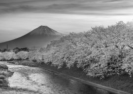 Lais Puzzle - Kirschblüten und der Berg Fuji im Frühling bei Sonnenaufgang, Shizuoka in schwarz weiß - 1.000 Teile
