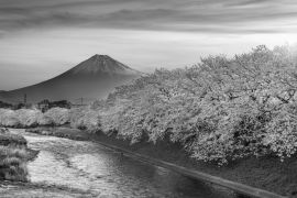 Lais Puzzle - Kirschblüten und der Berg Fuji im Frühling bei Sonnenaufgang, Shizuoka in schwarz weiß - 2.000 Teile
