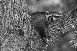 Lais Puzzle - Baby-Waschbär schlafend im Ast eines alten Baumes früh am Morgen in Oak Mountain, New Brunswick, Kanada in schwarz weiß - 2.000 Teile