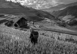 Lais Puzzle - schöne Reisterrassen, in Mu cang chai, Yenbai, Vietnam in schwarz weiß - 500, 1.000 & 2.000 Teile