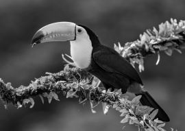 Lais Puzzle - Kielschnabeltukan (Ramphastos sulfuratus), Nahaufnahme auf einem moosbewachsenen Ast in den Regenwäldern, Boca Tapada, Laguna de Lagarto Lodge, Costa Rica in schwarz weiß - 500, 1.000 & 2.000 Teile