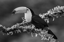 Lais Puzzle - Kielschnabeltukan (Ramphastos sulfuratus), Nahaufnahme auf einem moosbewachsenen Ast in den Regenwäldern, Boca Tapada, Laguna de Lagarto Lodge, Costa Rica in schwarz weiß - 2.000 Teile