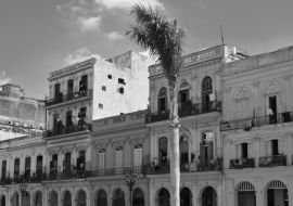 Lais Puzzle - Havanna, Kuba, bunte Kolonialhäuser, blauer Himmel im Hintergrund, Palme im Vordergrund in schwarz weiß - 1.000 Teile