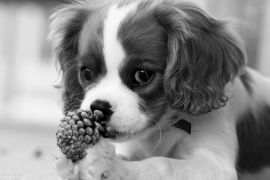 Lais Puzzle - Cavalier King Charles Spaniel in schwarz weiß - 2.000 Teile