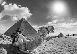 Lais Puzzle - Kamel in der ägyptischen Wüste mit den Pyramiden von Gizeh im Hintergrund in schwarz weiß - 500, 1.000 & 2.000 Teile